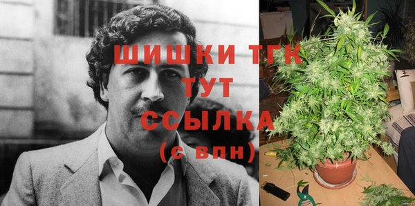 прущие грибы Гусиноозёрск